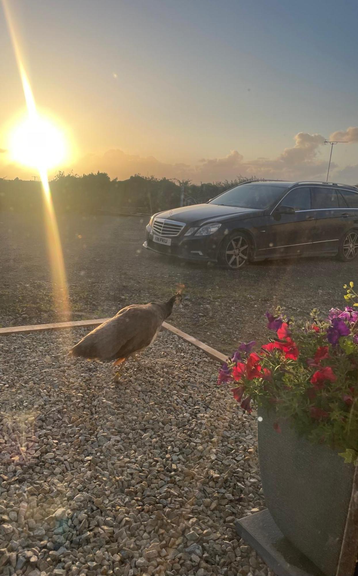 Family And Pet Friendly Farm Stay Балишанън Екстериор снимка